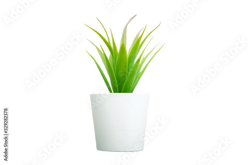 Artificial aloe vera flowers grass isolated on white background close up