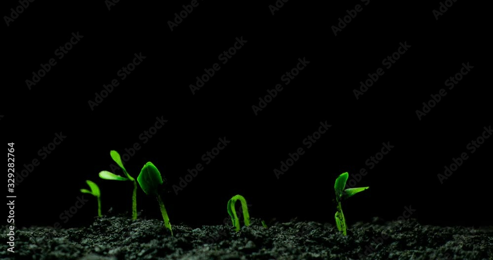 Growing green cucumber plant time lapse. Timelapse seed growing, Closeup nature agriculture shoot. Vegetable sprouting from the ground. macro