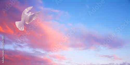 White dove in fly. Bright sunset high sky photo