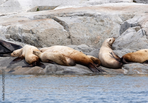 A group of golden brown sea lions sunning themselves on rocks by the water in Tofino, Canada