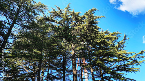 Pine trees in Mtatsminda Park or Bombora Park on Mtatsminda mountain.  photo