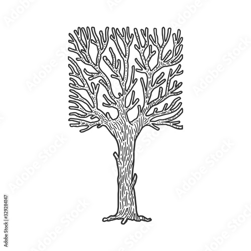 square crown tree sketch engraving vector illustration. T-shirt apparel print design. Scratch board imitation. Black and white hand drawn image.