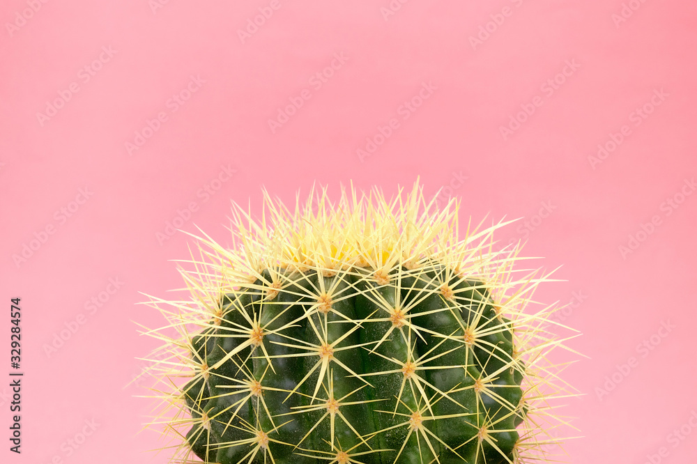 Trendy tropical cactus on pink paper background. Pop art style colors and background. Trendy tropical cactus on pink paper background. Pop art style colors and background.