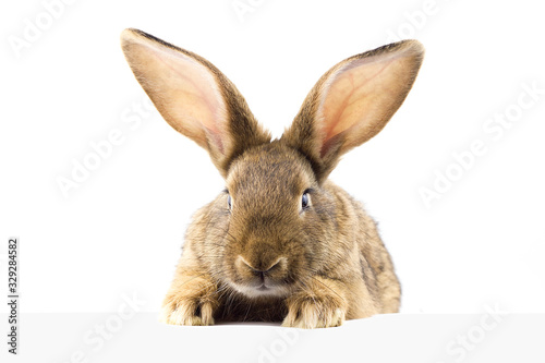 gray fluffy rabbit looking at the signboard. Isolated on white background. Easter bunny