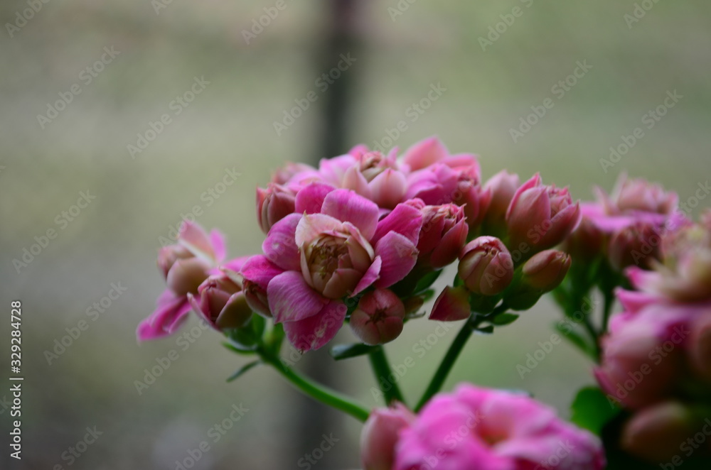 pink Calanchoe flowers top view as a natural background