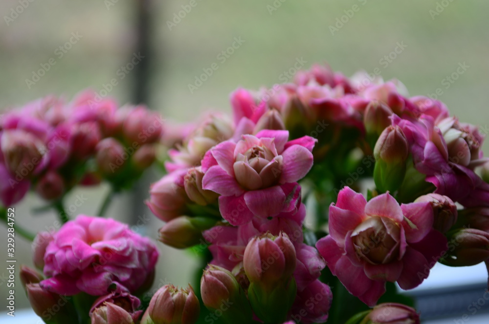 pink Calanchoe flowers top view as a natural background pink Calanchoe flowers top view as a natural background