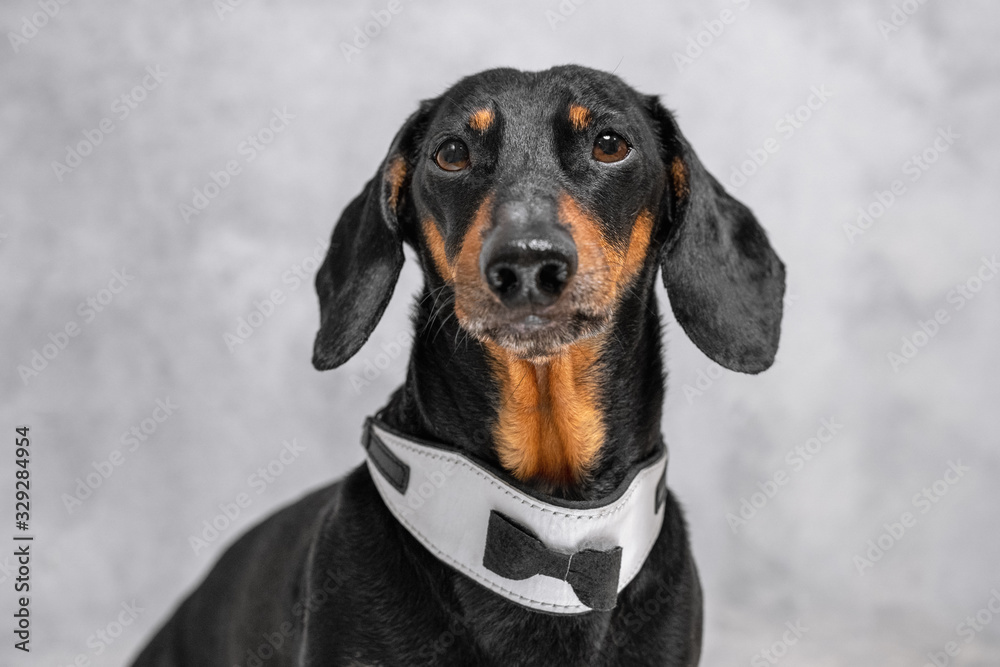 Close up portrait of adorable short-haired dachshund, wearing collar with black bow tie. Indoors, gray background, copy space, black and tan dog.