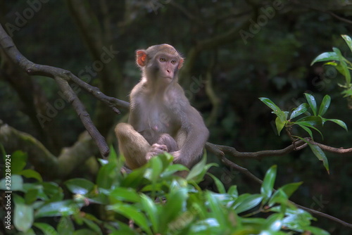 A mother monkey on top of a tree branch protecting her little baby in her arms in  Monkey Forest located  in Golden Whip Stream, Zhangjiajie Grand Canyon , China