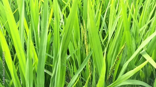 Natural, Rice field, Green view.