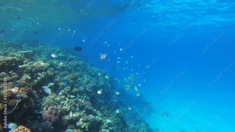 Many fish swim among corals in the Red Sea, Egypt, 4k Many fish swim among corals in the Red Sea, Egypt, 4k