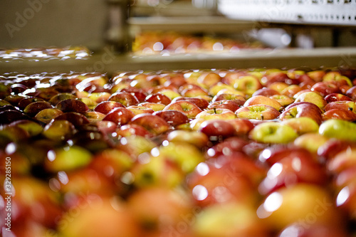 Apples Floating in Water in Packing Warehouse