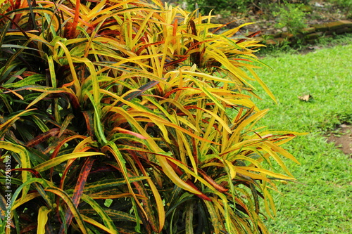Croton is a tropical plant with colorful leaves