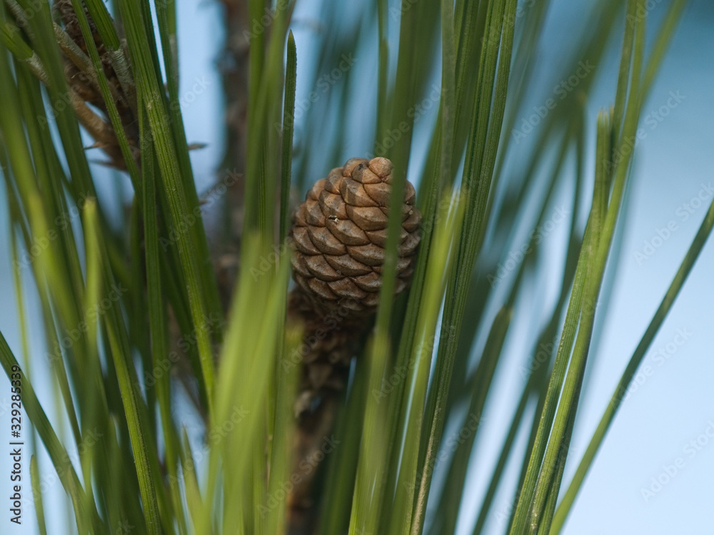 pine cone on a branch pine cone on a branch