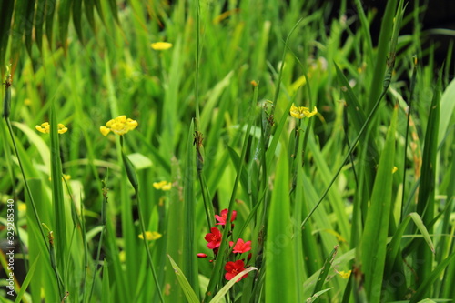red and yellow flowers with fresh green leaves