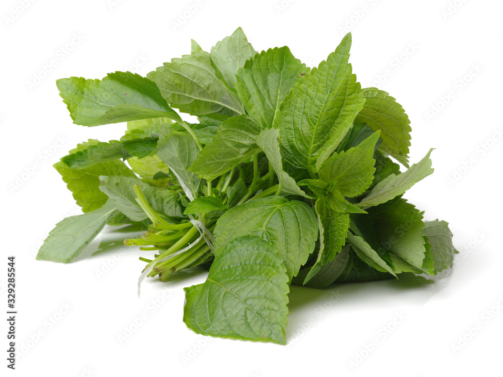 The Green Perilla leaves, also known as Green Shiso, Oba leaf or Beefsteak plant. Isolated on white background