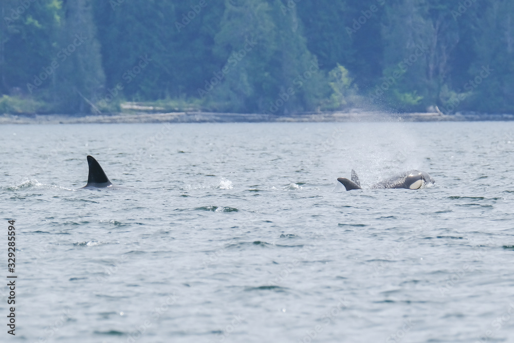 Fototapeta premium Killer whale in Tofino trees in background, view from boat on a killer whale