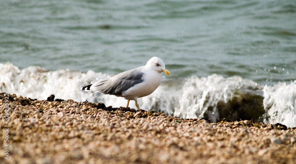 seagull on the beach