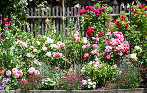 Fotografija Beautiful flowerbed in a traditional cottage garden with roses, lavender foxglov