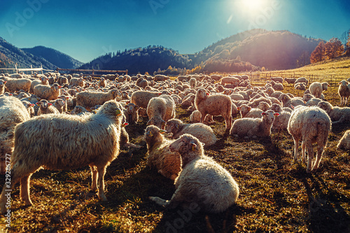 Flock of sheep on beautiful mountain meadow. photo
