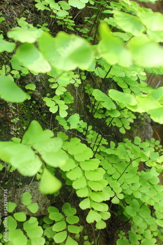 wild plants or commonly called nail plants that stick to the wall