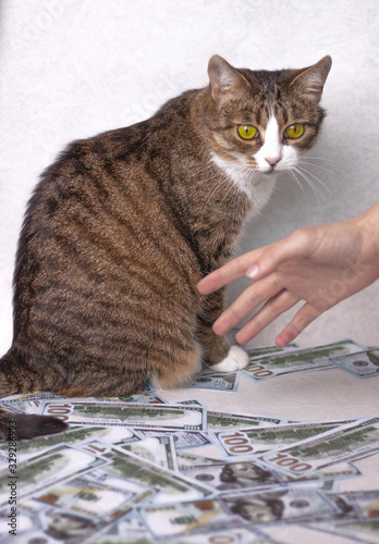 The cat sits and guards a lot of money the hand reaches out to pick up the money