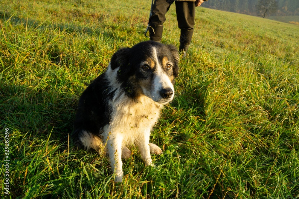 Cute small shepherd dog in the grass on meadow during sunrise. Slovakia Cute small shepherd dog in the grass on meadow during sunrise. Slovakia