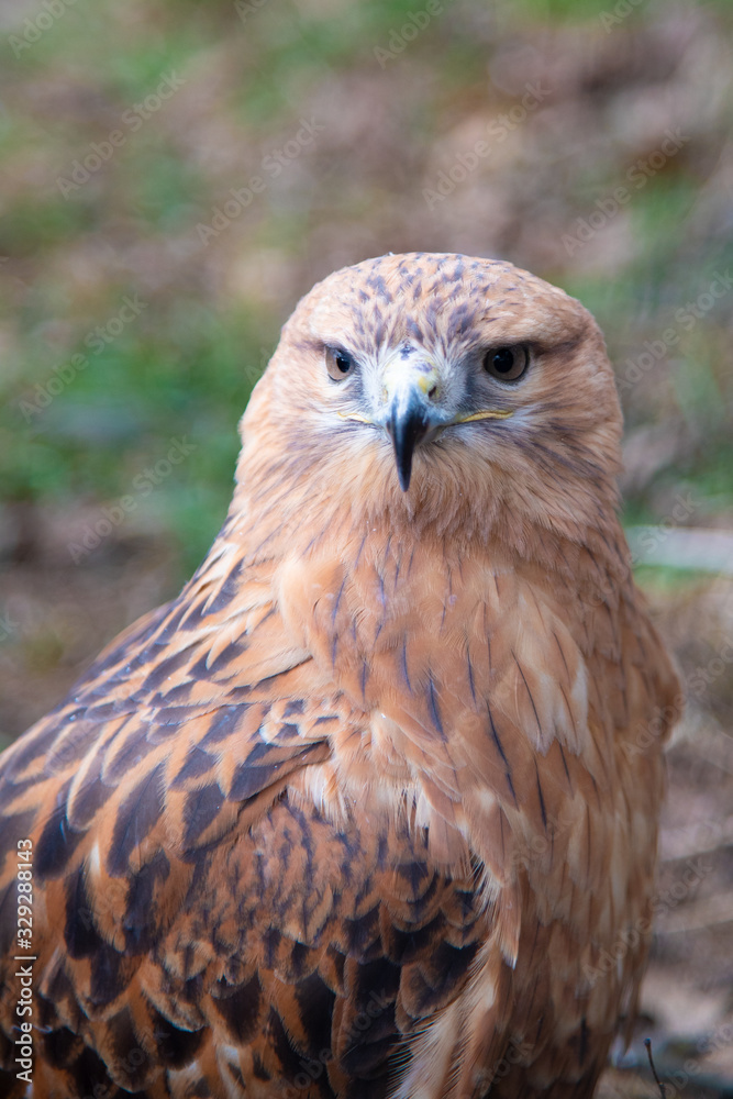Buzzard buteo close up portrait raptor bird Buzzard buteo close up portrait raptor bird