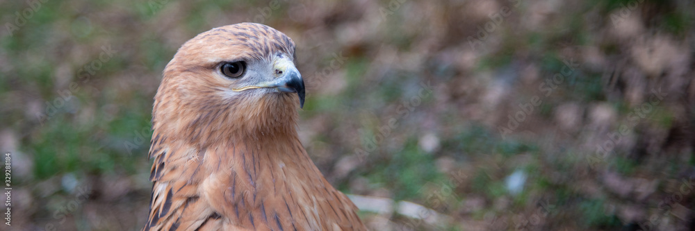 Buzzard buteo close up portrait raptor bird Buzzard buteo close up portrait raptor bird
