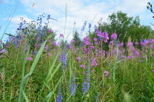 field of wild flowers