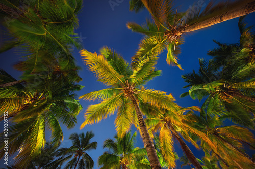Coconut palm trees perspective view at night