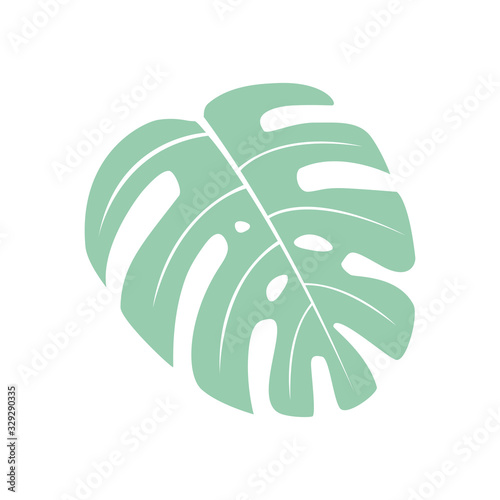monstera - large sheet on a white square background