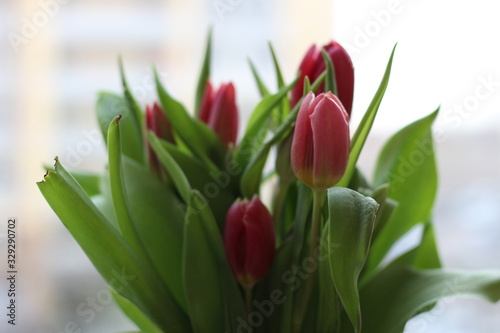 Tulips bouquet on the windowsill. A beautiful light bouquet with pink and red tulips and small white daisies