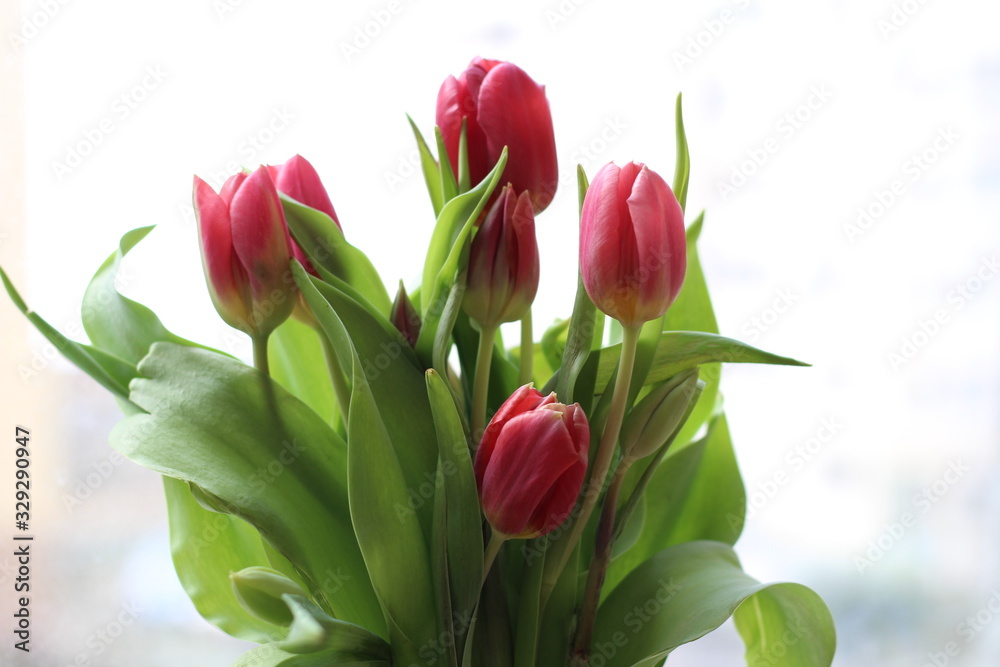 Tulips bouquet on the windowsill. A beautiful light bouquet with pink and red tulips and small white daisies Tulips bouquet on the windowsill. A beautiful light bouquet with pink and red tulips and small white daisies