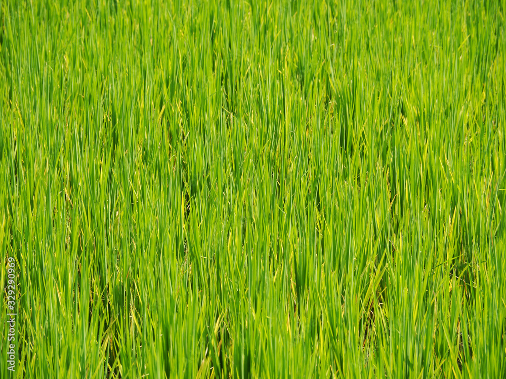background of grass background of grass