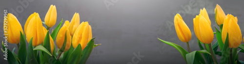 Yellow tulips bouquet isolated gray blur background.