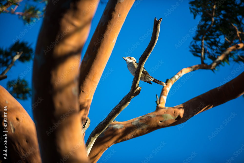 Fototapeta premium Kookaburra