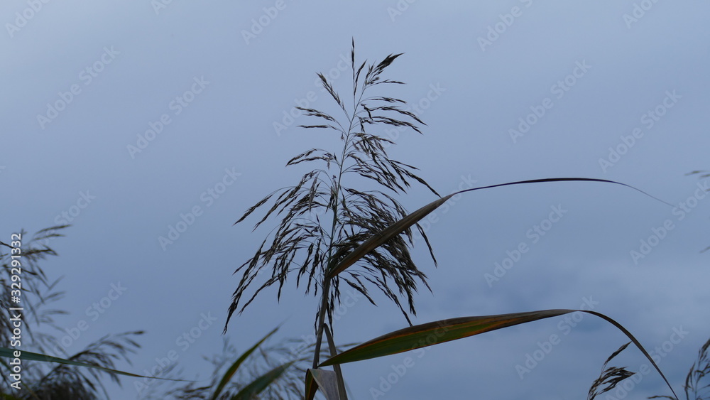 Obraz premium grass and sky