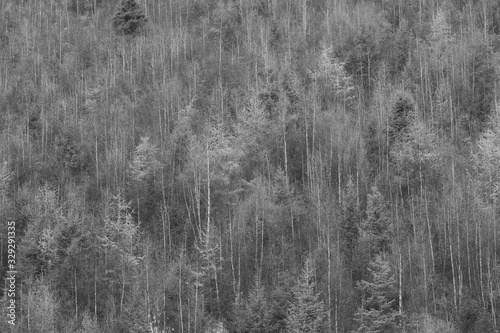 Black and White Natural pine wild pattern
