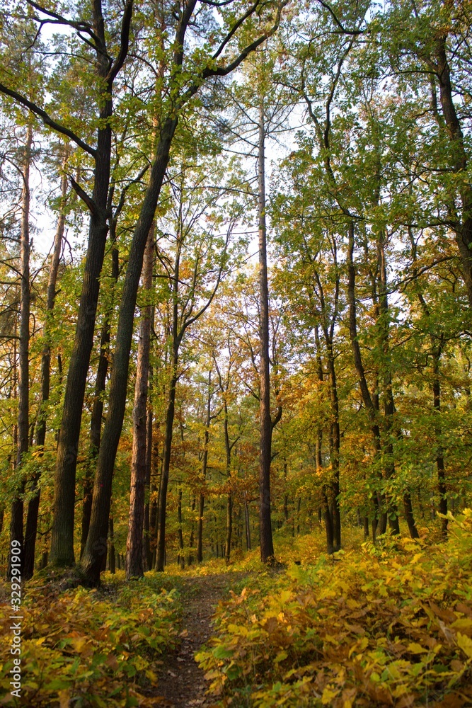 forest in autumn forest in autumn