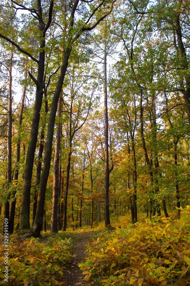 forest in autumn