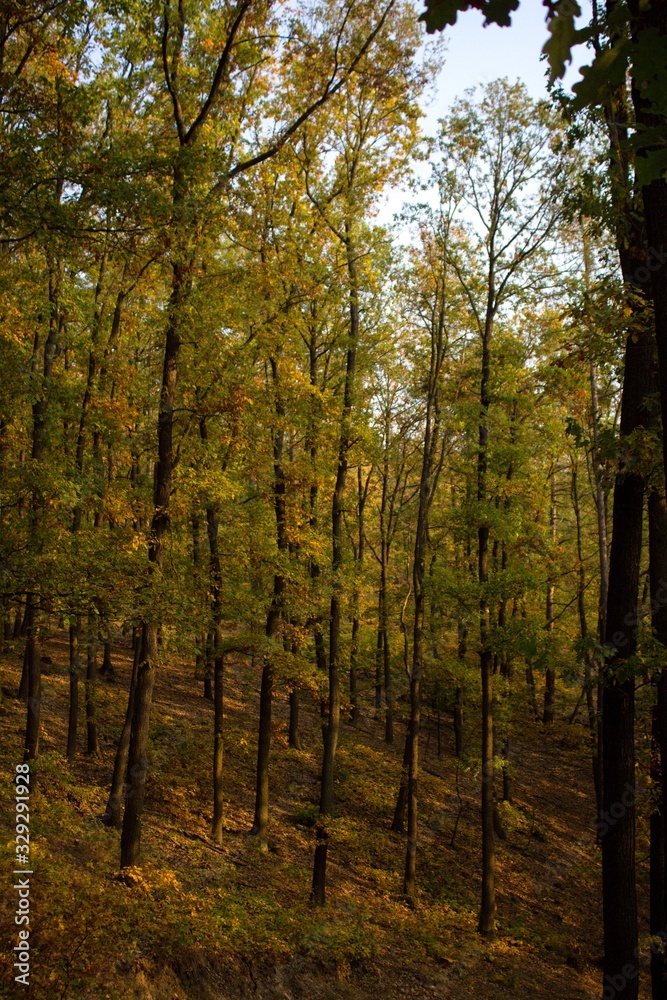 forest in autumn