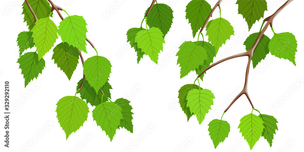 Fototapeta A branch of birch on a white background, young green leaves. Bright spring background, vector illustration