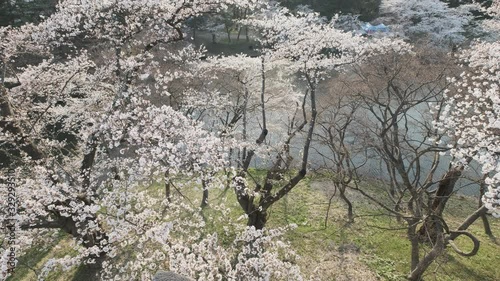 Cherry Blossoms tree In River