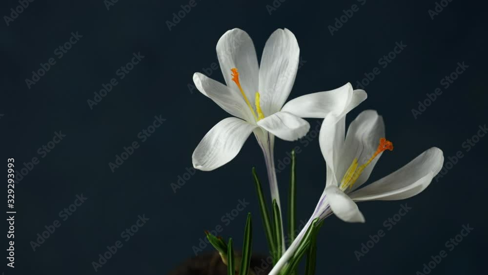 Crocuses. Time lapse of bright white crocuses or saffron flower blooming on dark classic blue background. Holiday bouquet. 4K video.. Crocuses. Time lapse of bright white crocuses or saffron flower blooming on dark classic blue background. Holiday bouquet. 4K video..