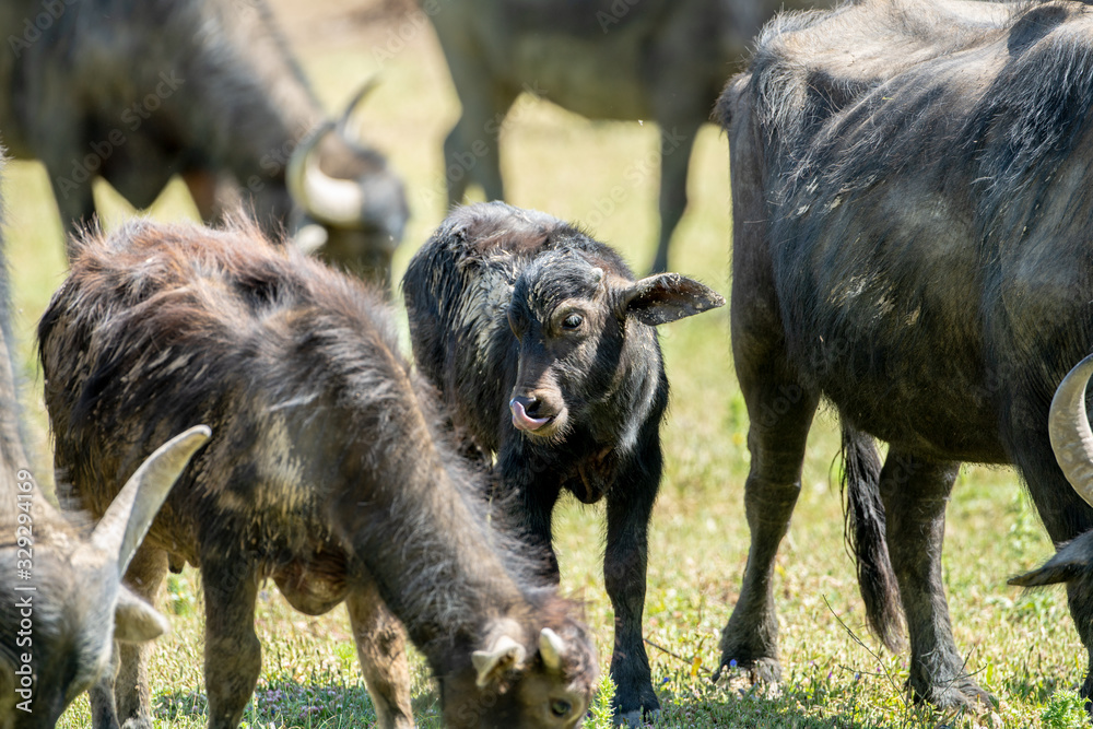 water buffalo water buffalo