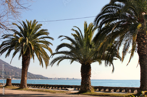 Palm trees by the sea. Gagra  Abkhazia