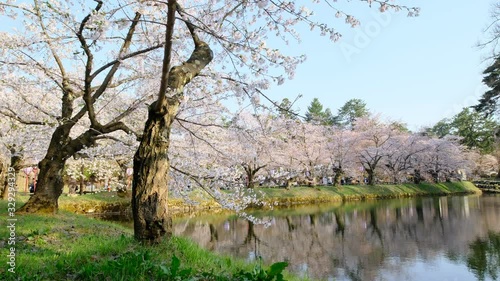Cherry Blossoms tree In River