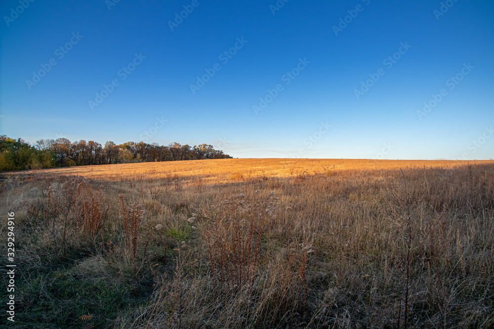Naklejka premium Landscape with wild field at sunset