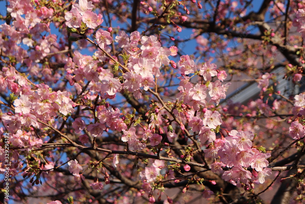 Obraz premium Sakura