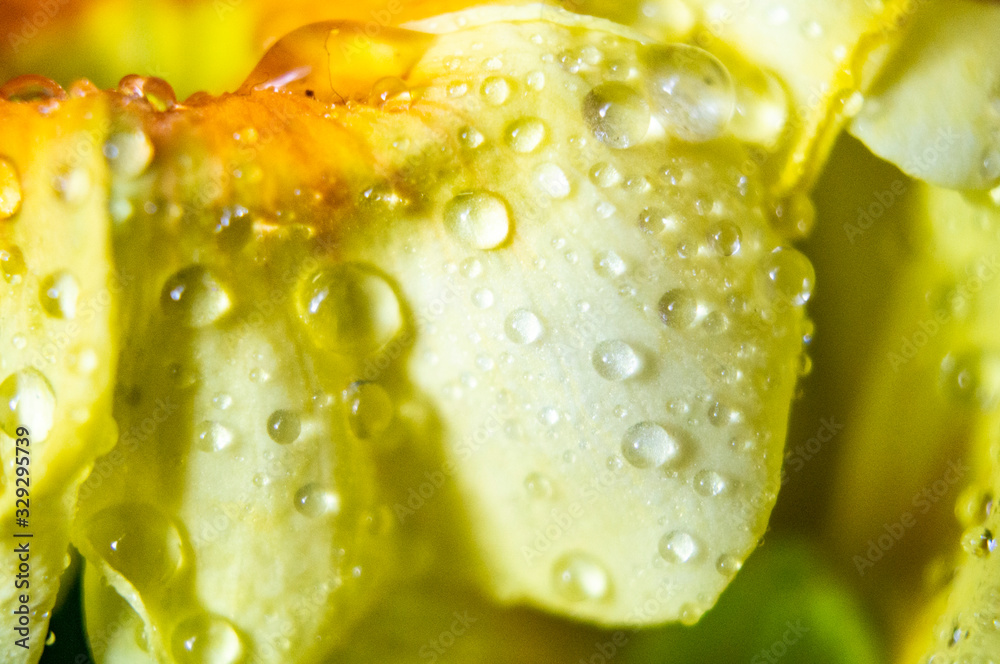 Beautiful drops of dew on a yellow flower close-up. Macro photography Beautiful drops of dew on a yellow flower close-up. Macro photography